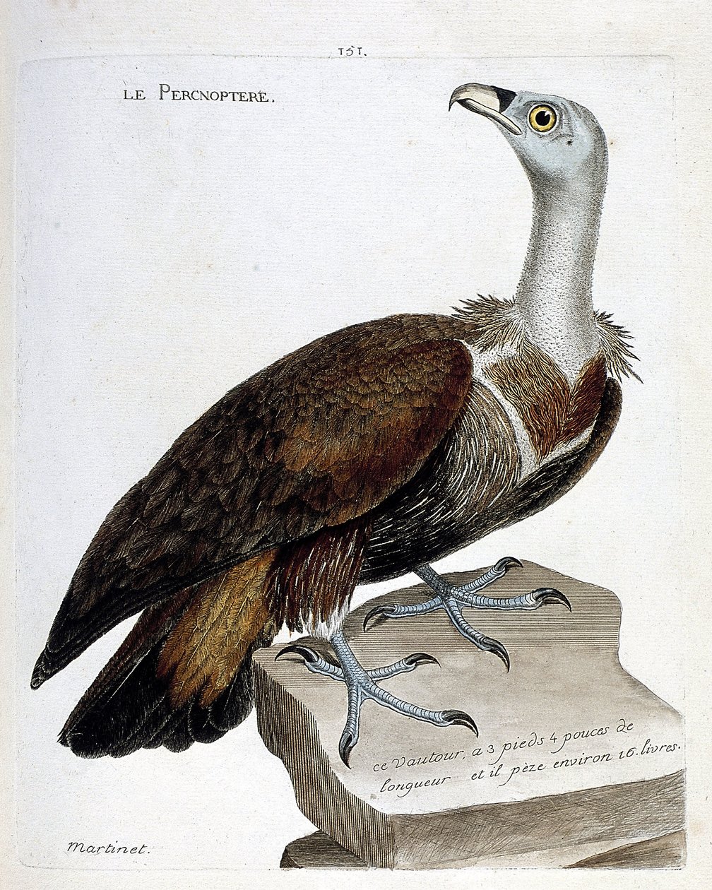 जूलॉजिकल चार्ट (ऑर्निथोलॉजी): पर्कनोप्टेरे (फॉन वल्चर या फुलवस जिप्स)। फ्रेंकोइस निकोलस मार्टिनेट (1731-1800) द्वारा "द हिस्ट्री ऑफ द बर्ड्स, पेंटेड इन देयर अपीयरिंग एंड सेंसिटिव एस्पेक्ट्स" में चित्रण। निजि संग्रह। द्वारा फ्रेंकोइस निकोलस मार्टिनेट