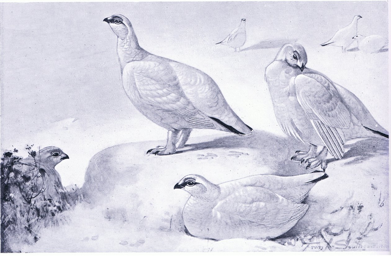 Ptarmigan का एक अध्ययन द्वारा फ्रैंक साउथगेट