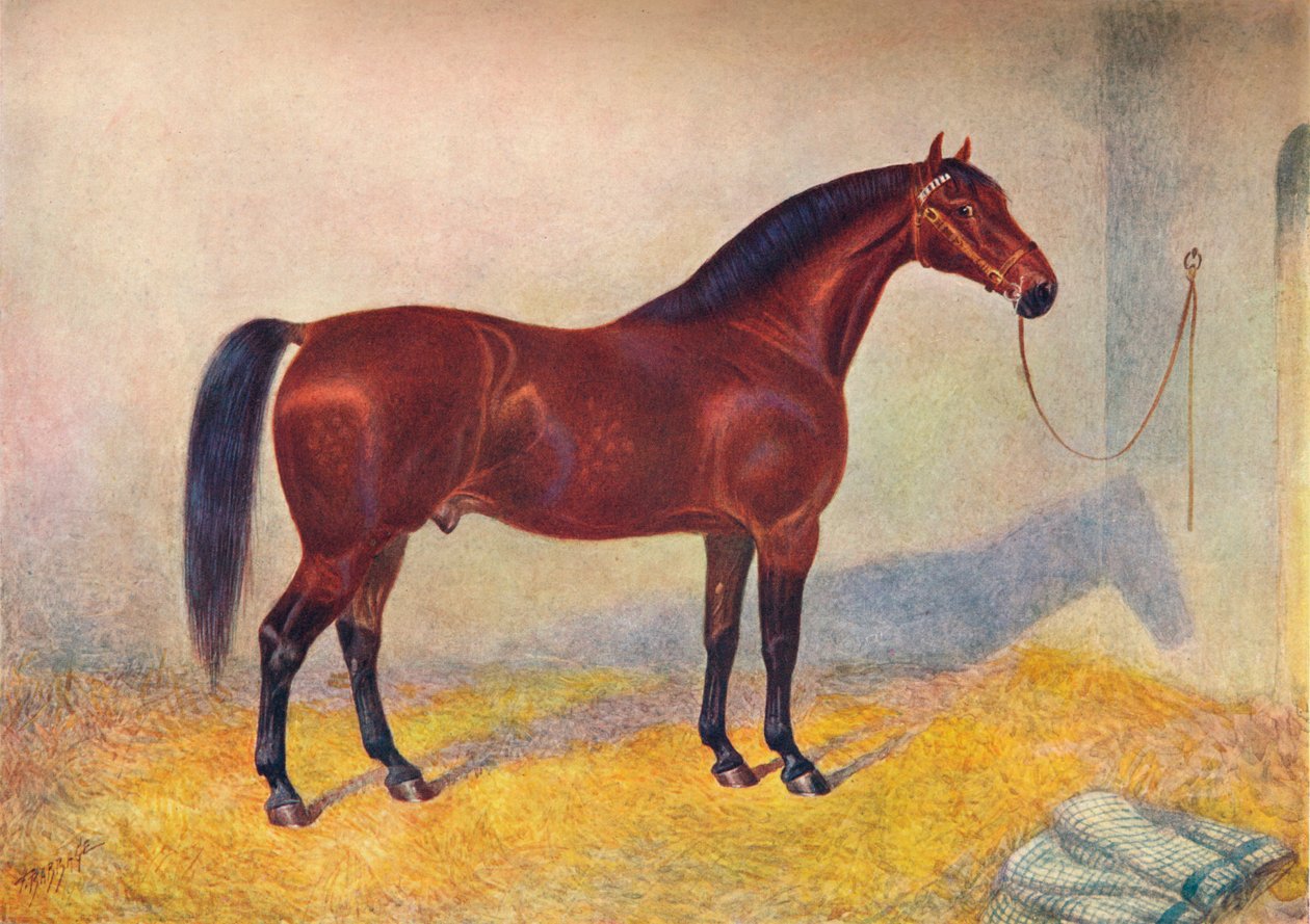 क्लीवलैंड बे स्टालियन सुल्तान, c1902 c1910 द्वारा फ्रैंक बैबेज