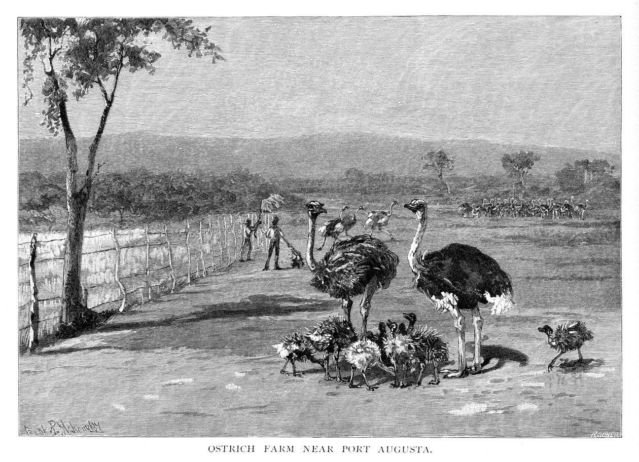 पोर्ट ऑगस्टा, दक्षिण ऑस्ट्रेलिया, 1886 के पास शुतुरमुर्ग का खेत द्वारा फ्रैंक पी। महोनी