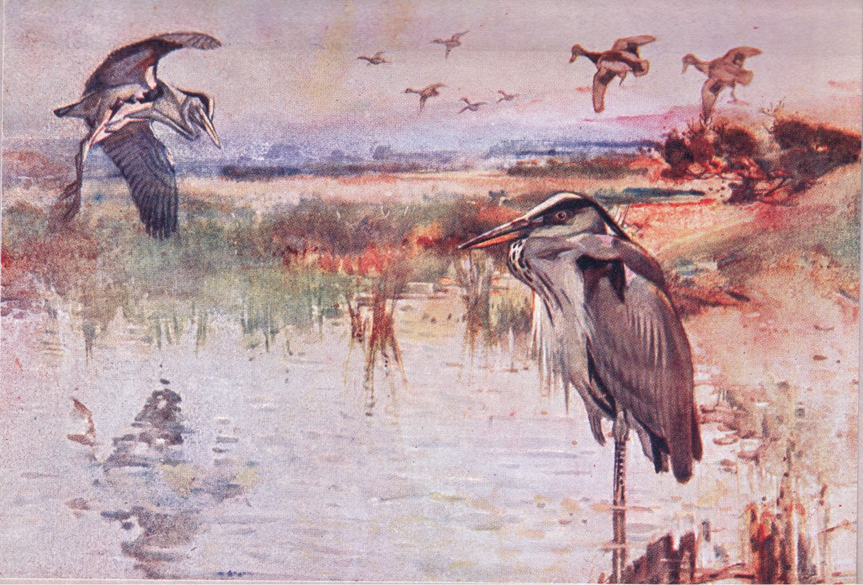 द हेरॉन, वाइल्ड नेचर एंड कंट्री लाइफ का चित्रण Hodder & Stoughton द्वारा प्रकाशित, c.1910 द्वारा फ्रैंक साउथगेट
