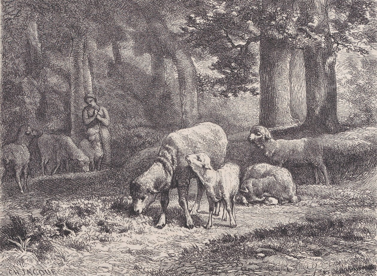 भेड़, मैगासिन पित्तोरेस्क, 1862 से। द्वारा फ़्राँस्वा रौगेट
