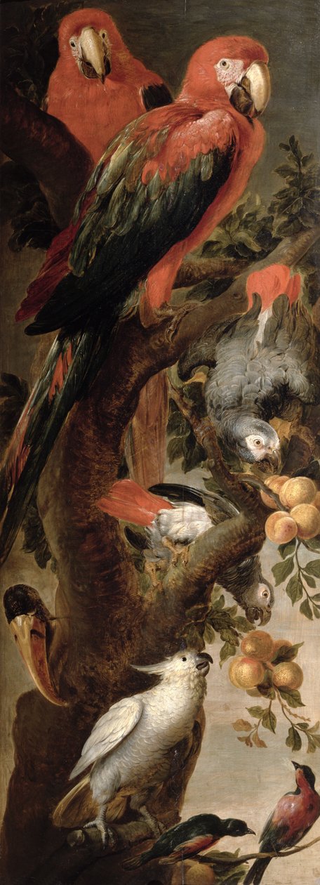 Macaws और तोते द्वारा स्नायर्स या स्नाइडर