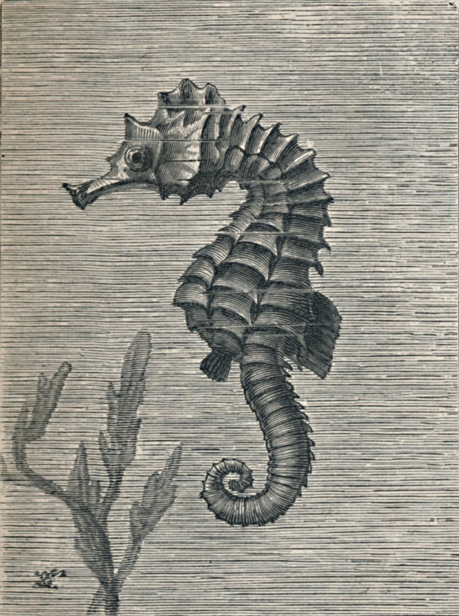 द सी-हॉर्स, अनडिस्गाइज्ड, सेडेटली स्विमिंग, c1900, 1910 द्वारा फ्रेड एनॉक