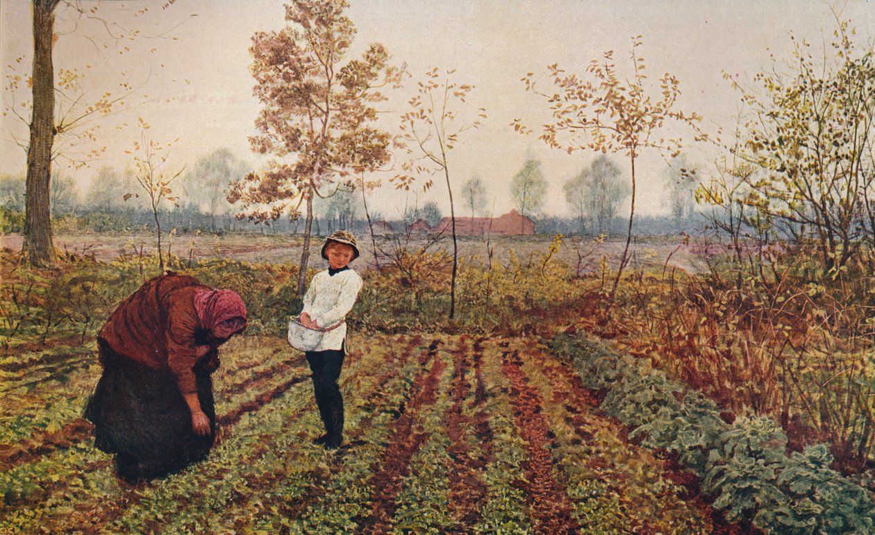 वायलेट फील्ड, 1867, c1915 द्वारा फ्रेड वाकर