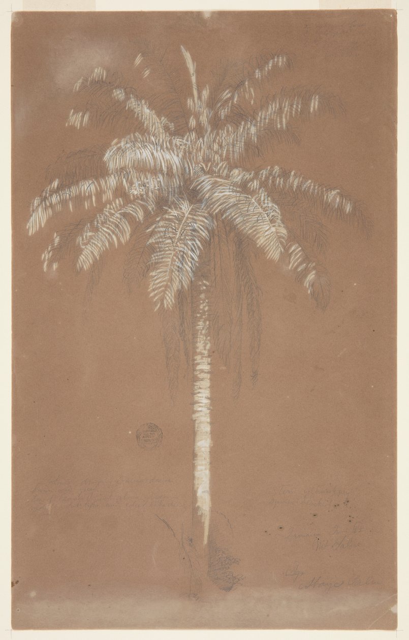 Abaye Palm, Mt. Salus, Jamaica द्वारा फ्रेडरिक एडविन चर्च