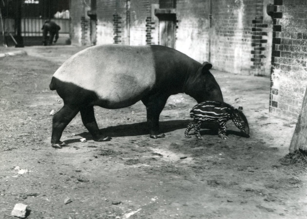 जुलाई 1921 को लंदन चिड़ियाघर में अपने 4 दिन के बच्चे के साथ एक मलयन तपीर द्वारा फ्रेडरिक विलियम बॉन्ड