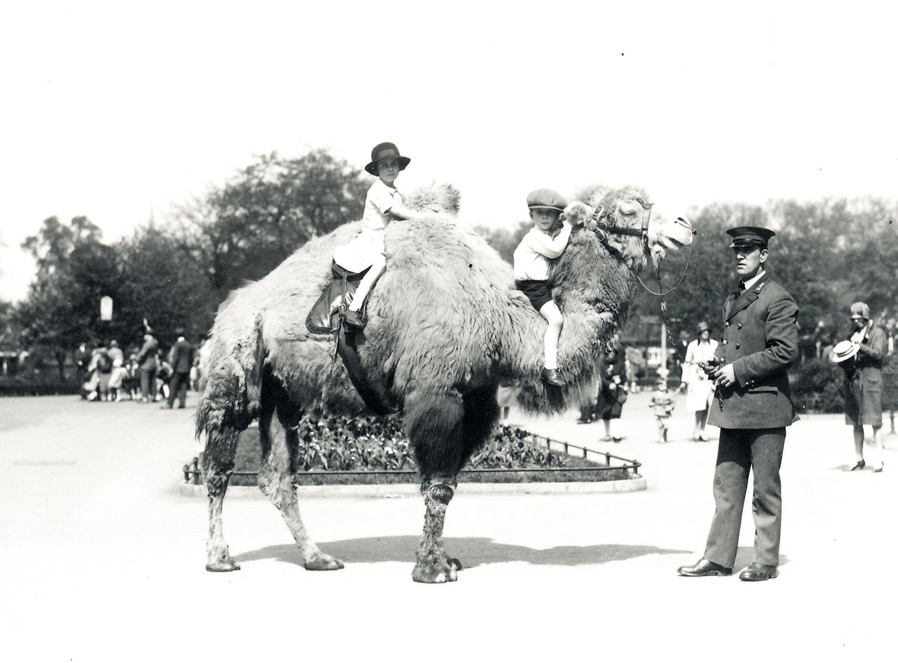 ZSL लंदन चिड़ियाघर में एक ऊंट की सवारी, सितंबर 1928 द्वारा फ्रेडरिक विलियम बॉन्ड
