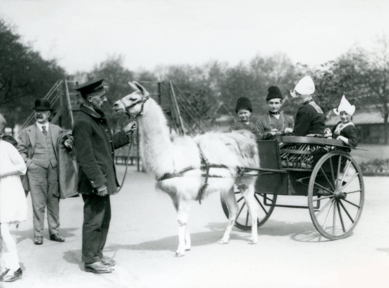 अर्मेनियाई आगंतुक लंदन चिड़ियाघर में एक लामा गाड़ी में सवार, मई 1923 (bw फोटो) द्वारा फ्रेडरिक विलियम बॉन्ड