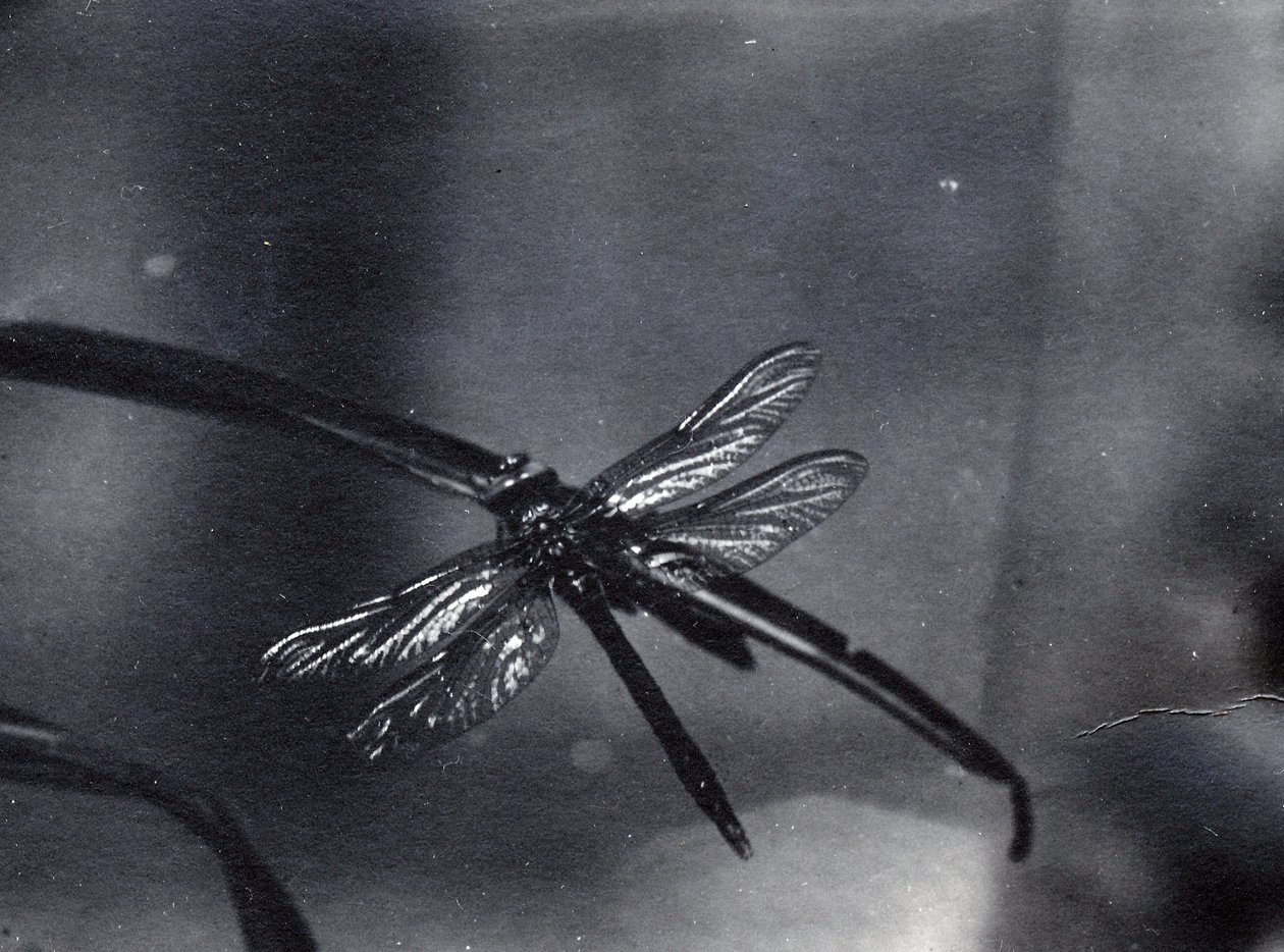 Dragonfly द्वारा फ्रेडरिक विलियम बॉन्ड