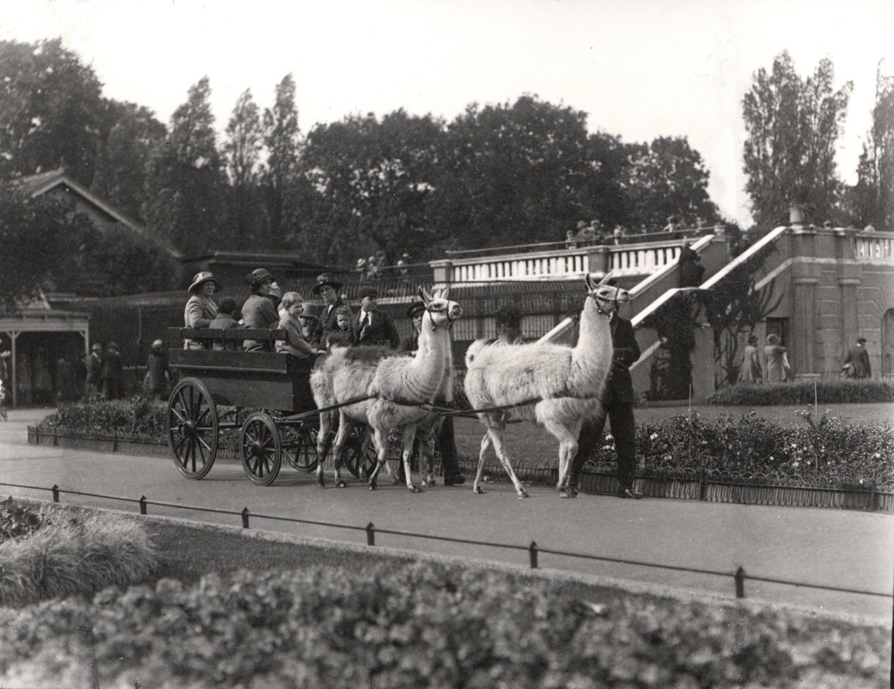 Llama सवारी - एक बार ZSL लंदन चिड़ियाघर में एक सुविधा, सितंबर 1923 द्वारा फ्रेडरिक विलियम बॉन्ड