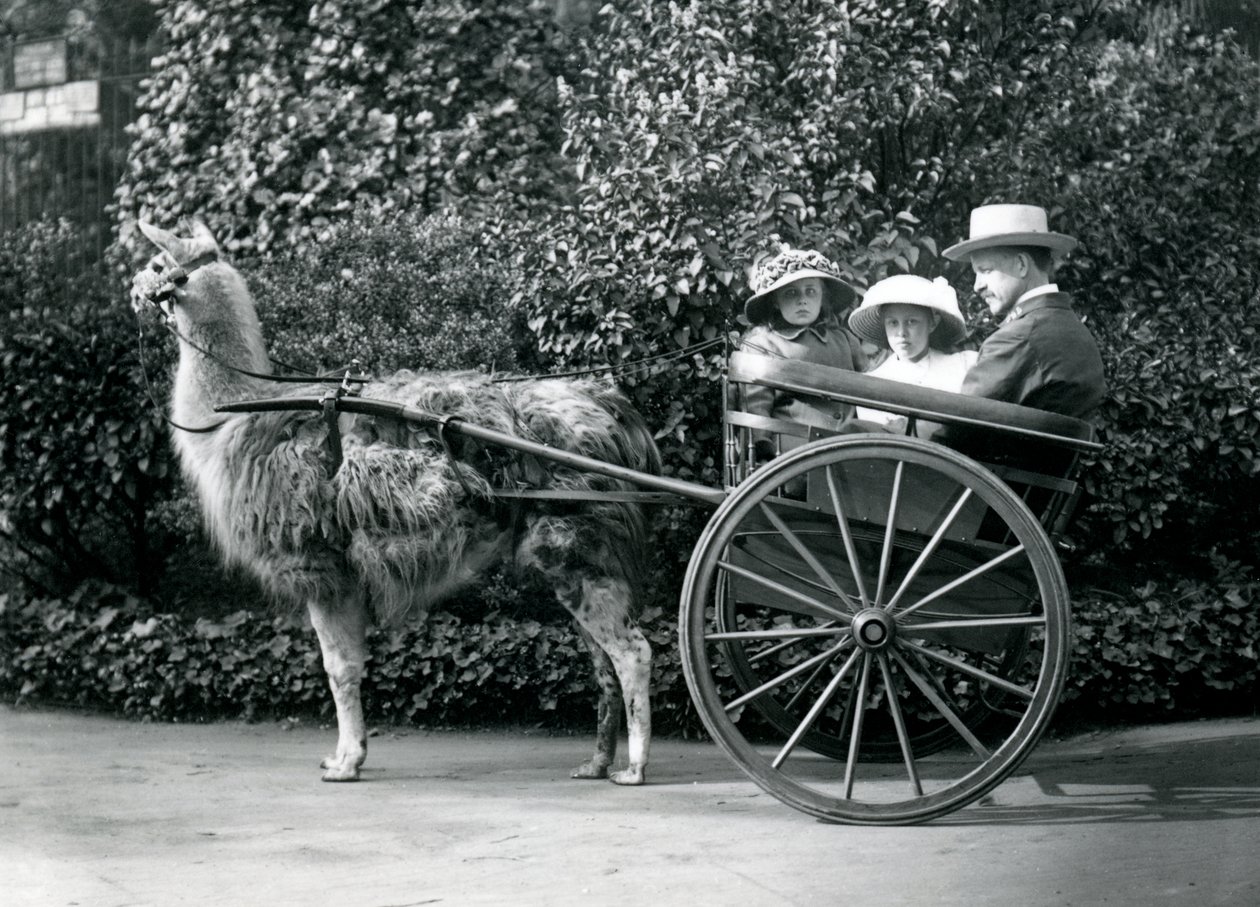एक लामा, लंदन चिड़ियाघर, c.1912 द्वारा खींची गई गाड़ी में सवार दो युवा लड़कियों सहित तीन आगंतुक द्वारा फ्रेडरिक विलियम बॉन्ड