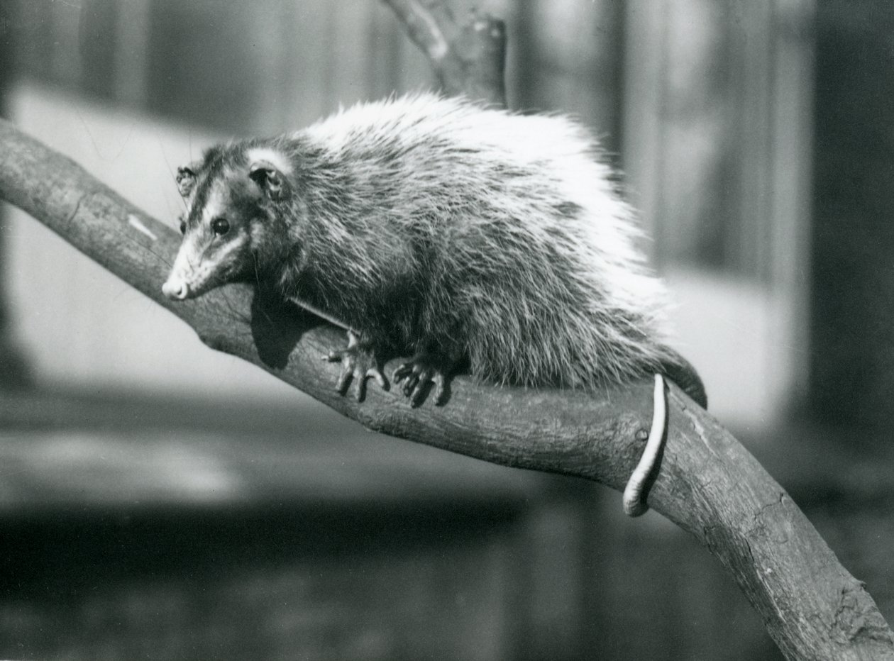 Weid -Big-eared Opossum लंदन जू में एक शाखा पर, नवंबर 1915 द्वारा फ्रेडरिक विलियम बॉन्ड