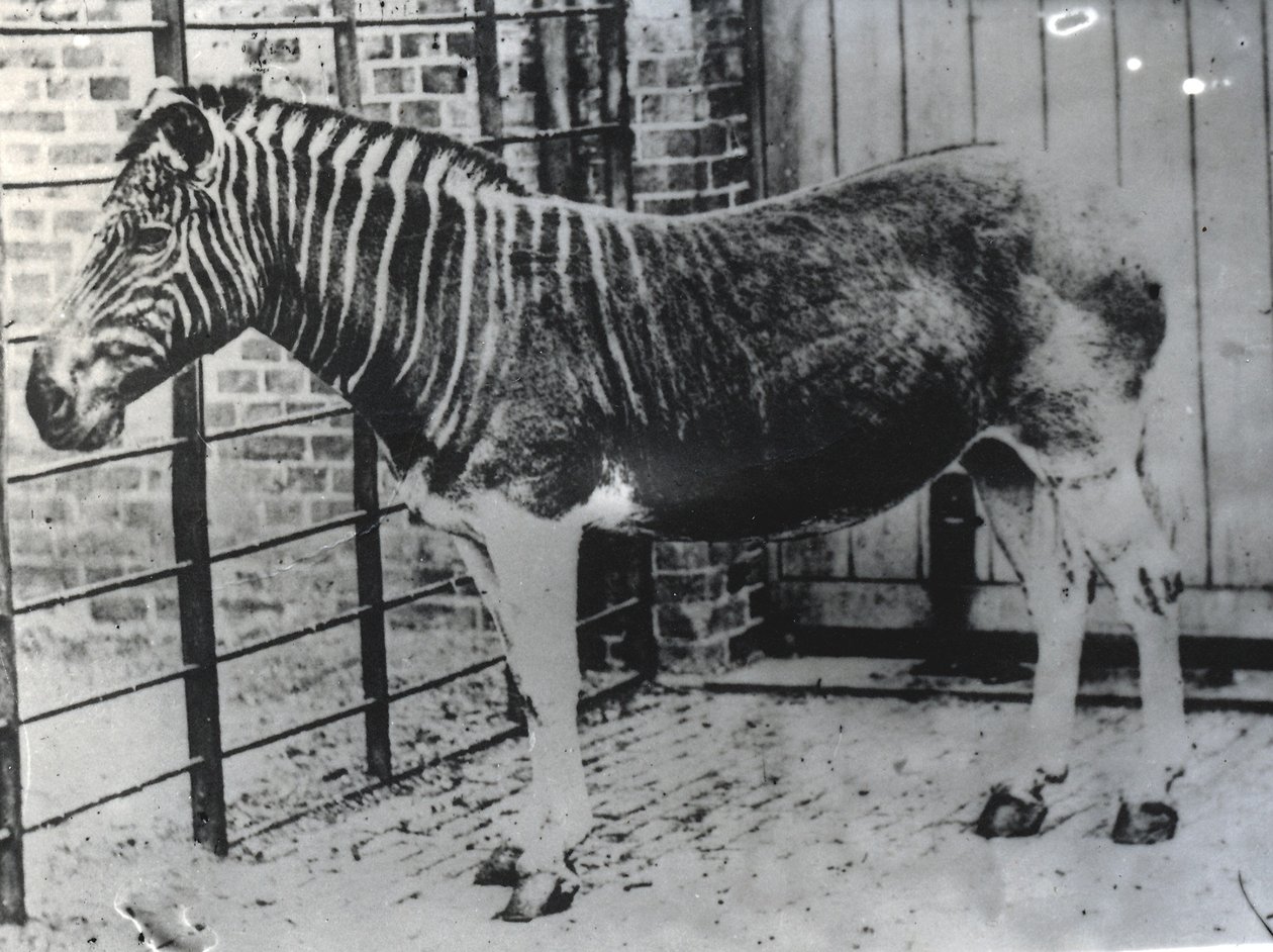 ZSL लंदन चिड़ियाघर में कुआग्गा, शायद गर्मियों में 1870 (bw फोटो) द्वारा फ्रेडरिक यॉर्क
