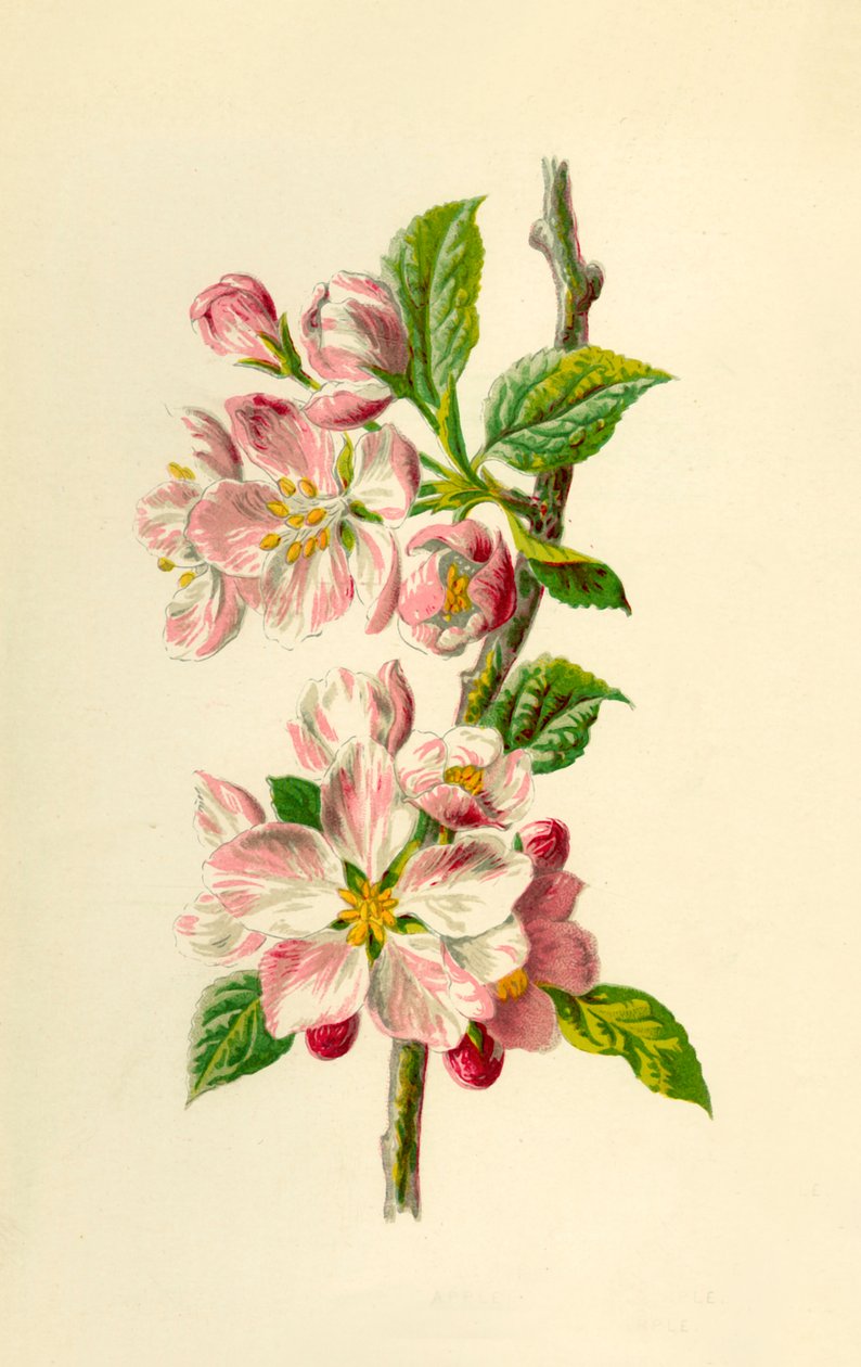 Apple, 1877। द्वारा फ्रेडरिक एडवर्ड हुल्मे