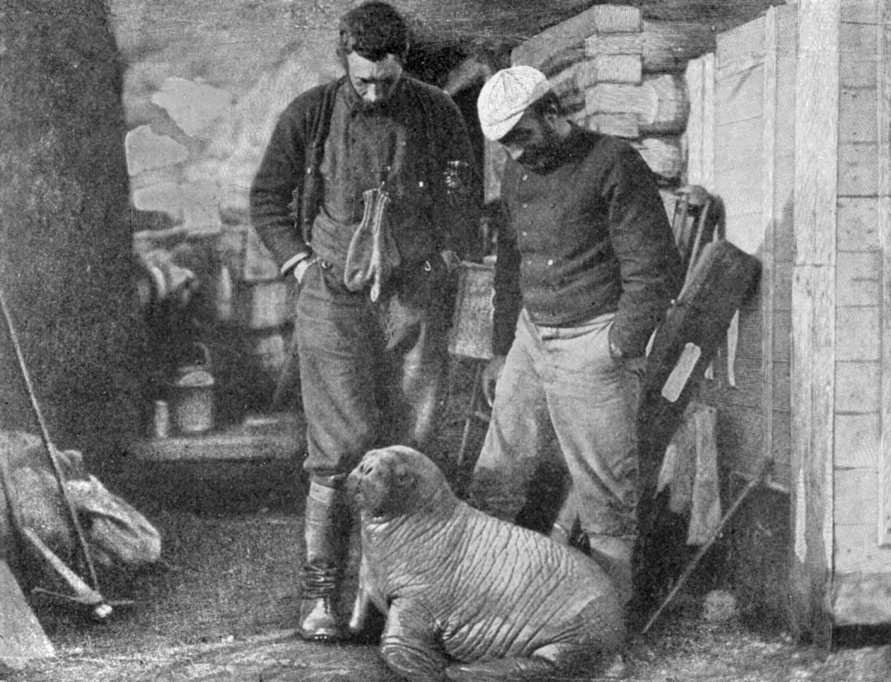 वालरस शावक, 1899। द्वारा फ्रेडरिक जॉर्ज जैक्सन
