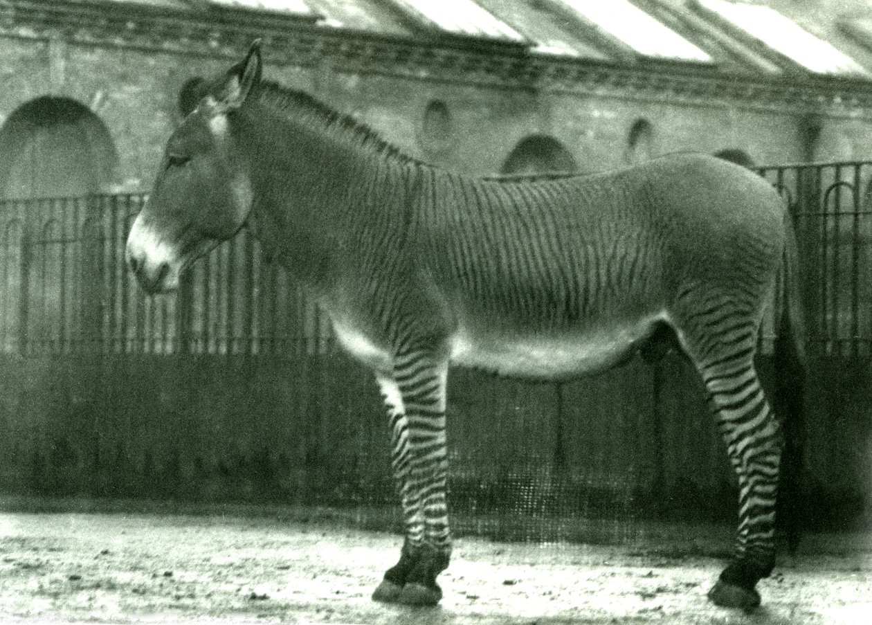 लंदन चिड़ियाघर, 1924 में एक हाइब्रिड ज़ेबरा द्वारा फ्रेडरिक विलियम बॉन्ड