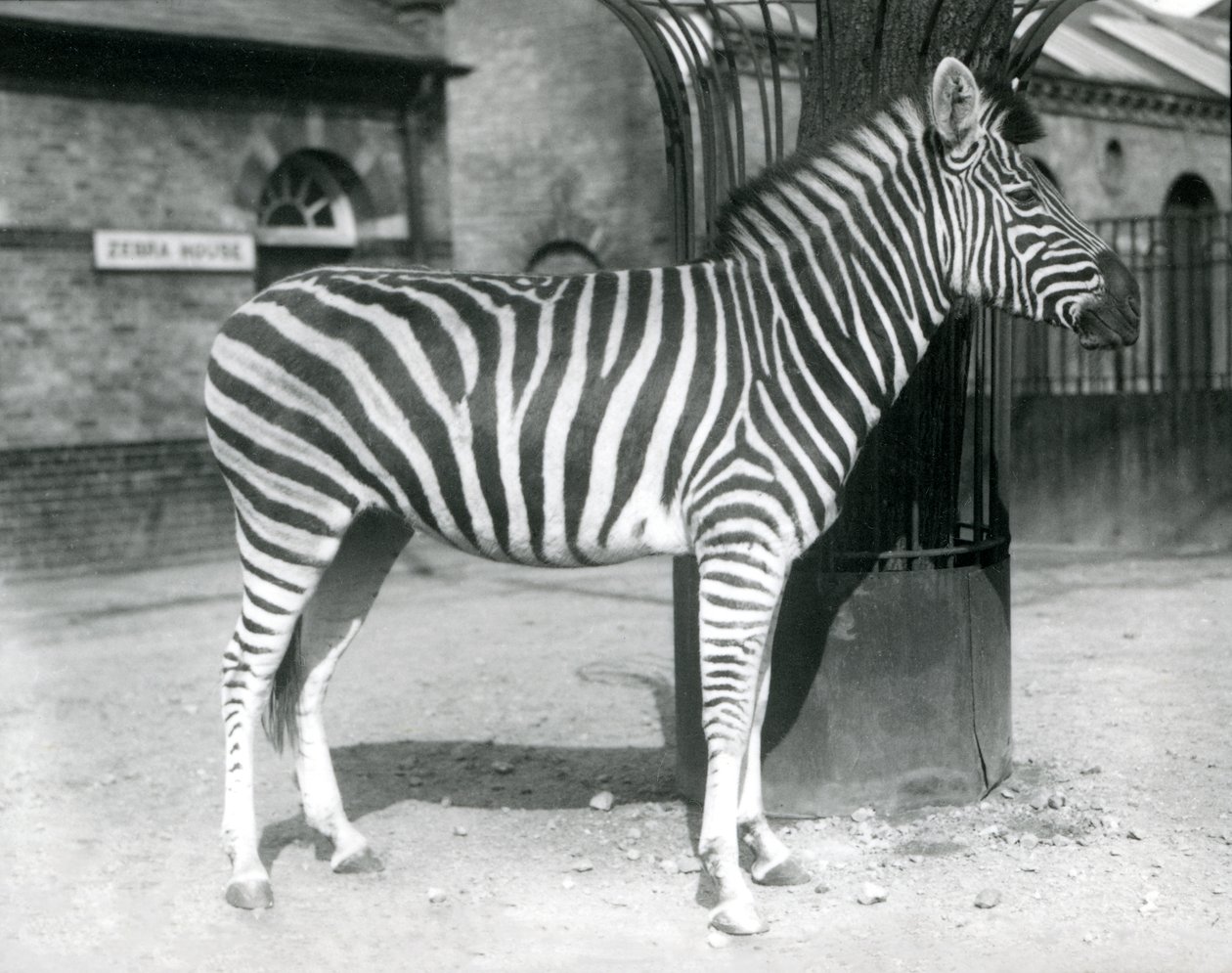 एक ज़ेबरा 1925 में लंदन ज़ू में ज़ेबरा हाउस के बाहर पैडॉक में खड़ा है द्वारा फ्रेडरिक विलियम बॉन्ड