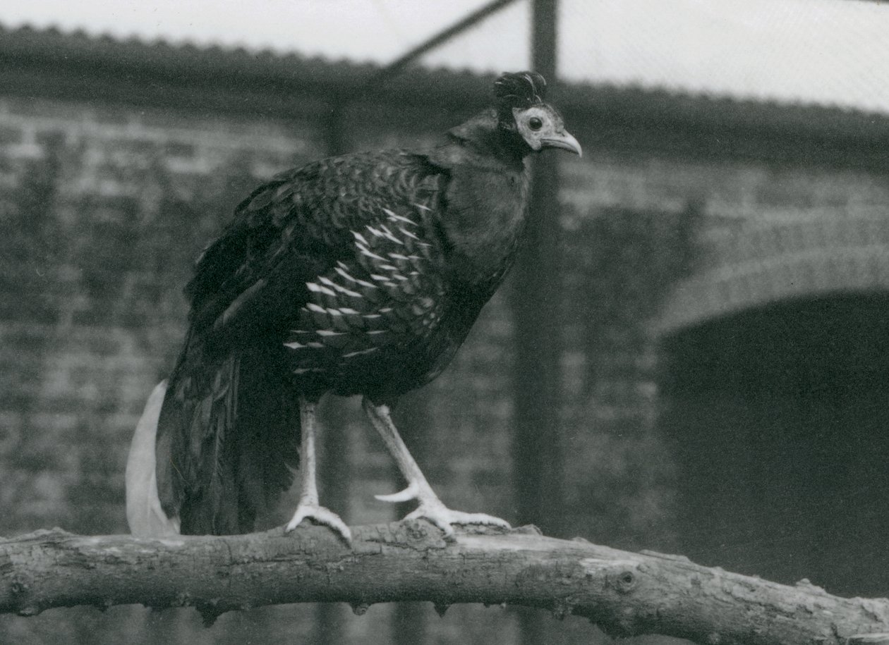एक शाखा, लंदन चिड़ियाघर, 1927 में खड़ी विलेयोट्स फायरबैक, या क्रेस्टेड फायरबैक, के पास द्वारा फ्रेडरिक विलियम बॉन्ड