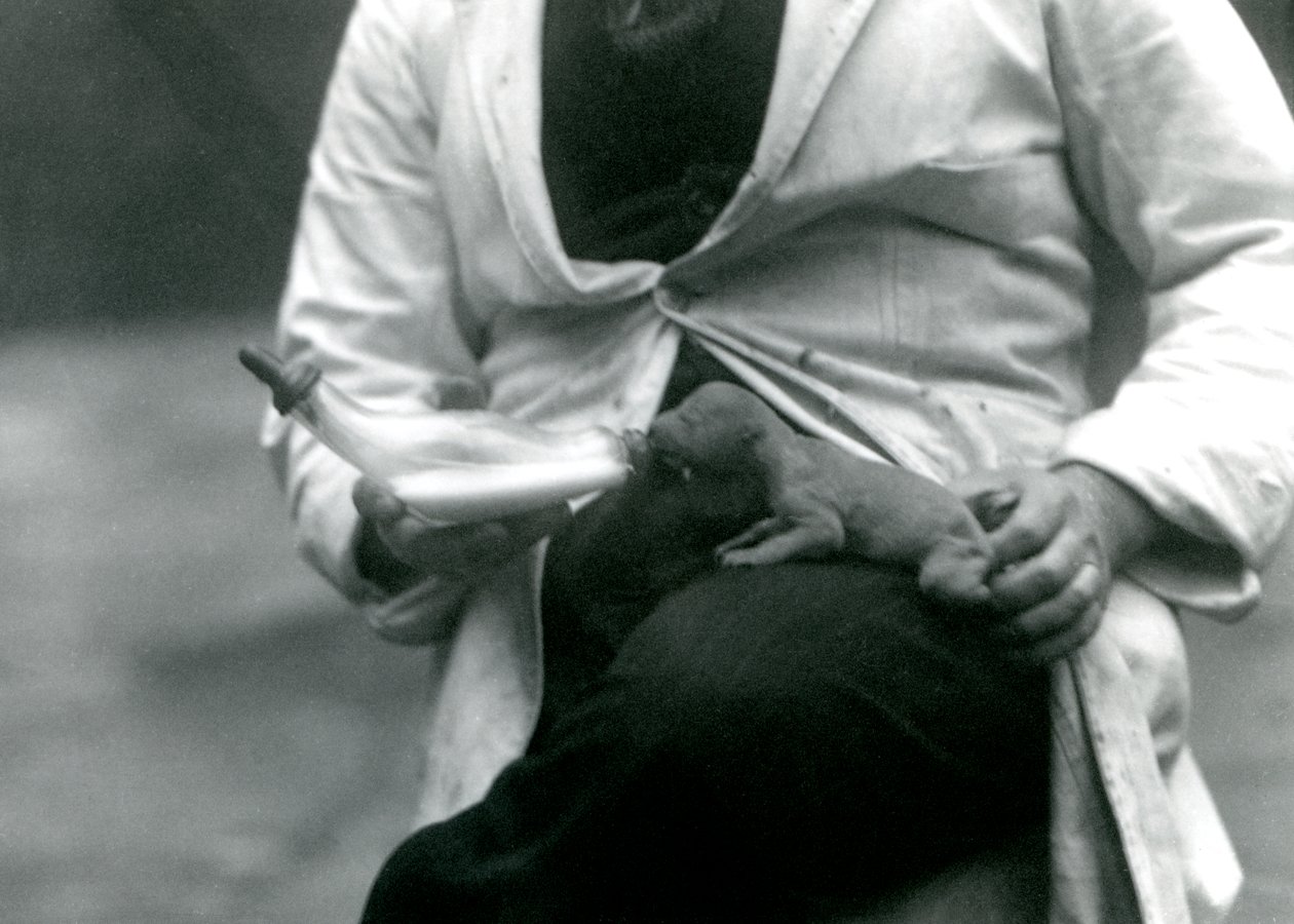 एक नवजात शेर शावक की बोतल को उसके रक्षक, लंदन चिड़ियाघर, 1923 द्वारा खिलाया गया द्वारा फ्रेडरिक विलियम बॉन्ड