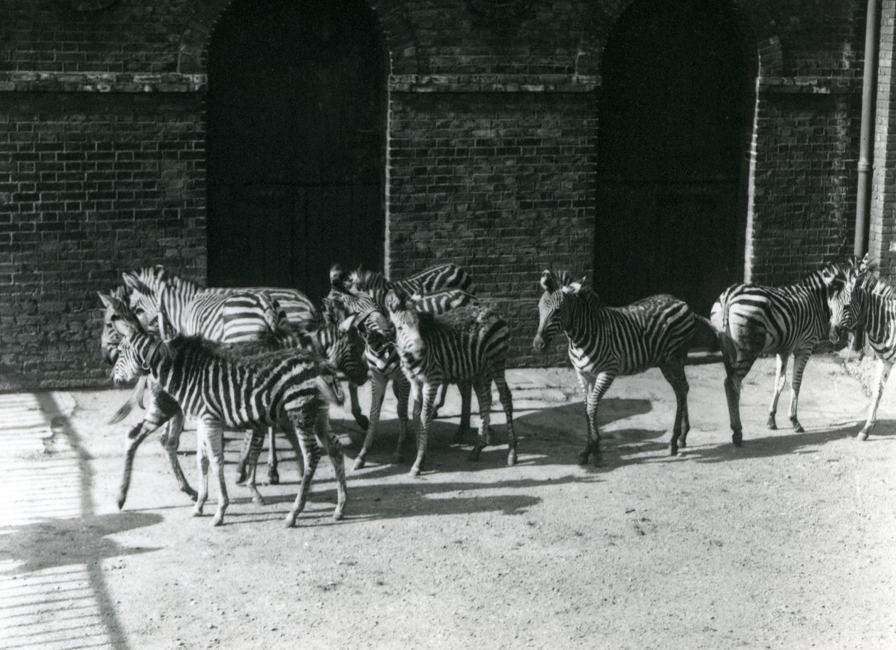 1924 में लंदन चिड़ियाघर में चैपमेन ज़ेबरा का एक छोटा झुंड द्वारा फ्रेडरिक विलियम बॉन्ड