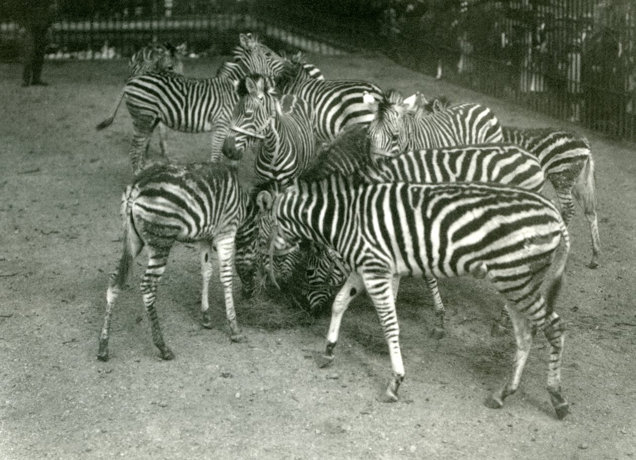 1923 में युवा, लंदन चिड़ियाघर सहित चैपमैन ज़ेबरा का एक छोटा झुंड द्वारा फ्रेडरिक विलियम बॉन्ड