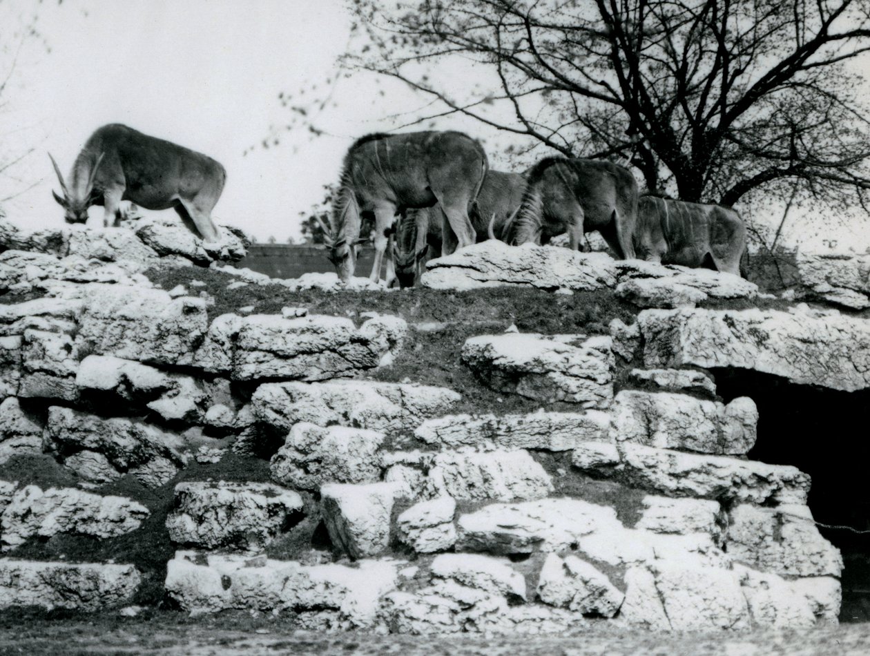 जून 1925 में लंदन के चिड़ियाघर में एनलेंटेलोपेड पैडॉक में चट्टानों के बीच चरागाह कॉमन ईलैंड का एक छोटा झुंड द्वारा फ्रेडरिक विलियम बॉन्ड