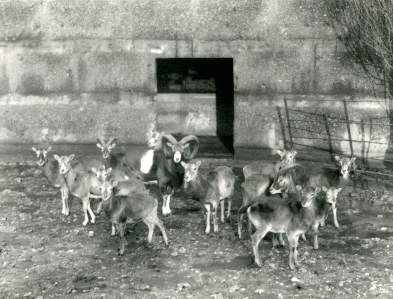 नवंबर 1926 में लंदन चिड़ियाघर में मौफलन का एक छोटा झुंड द्वारा फ्रेडरिक विलियम बॉन्ड