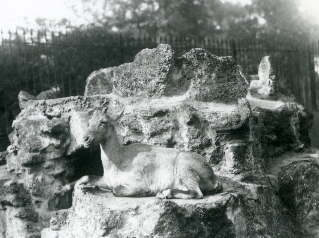 अगस्त 1927 को लंदन चिड़ियाघर में एक चट्टान पर चढ़कर हिमालयन इबेक्स आराम कर रहा था द्वारा फ्रेडरिक विलियम बॉन्ड