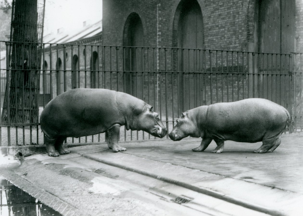 Hippopotamuses Bobbie और Joan को लंदन जू में पेश किया गया, 1923 (bw फोटो) द्वारा फ्रेडरिक विलियम बॉन्ड