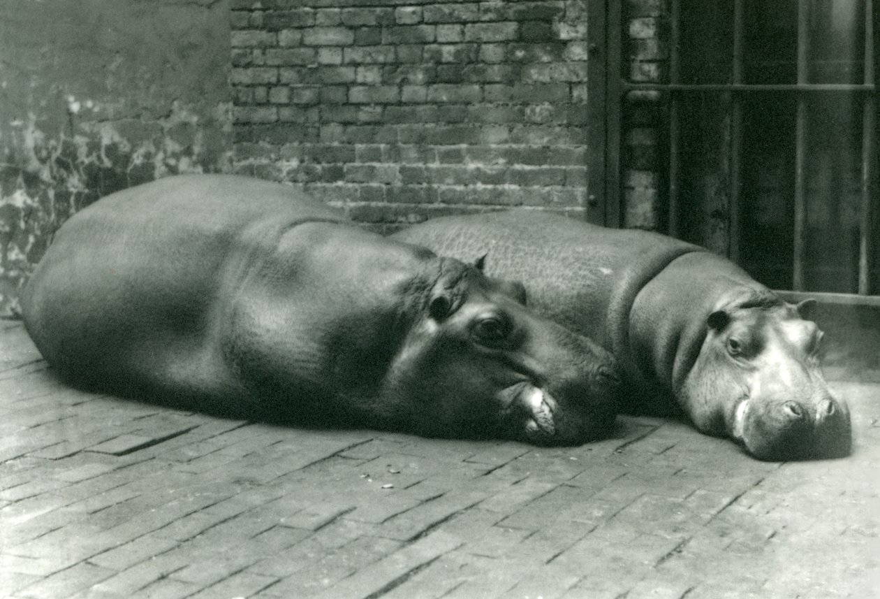 Hippopotamuses Bobbie और Joan लंदन के चिड़ियाघर में अपने बाड़े में लेटे हुए, जुलाई 1923 (bw photo) द्वारा फ्रेडरिक विलियम बॉन्ड