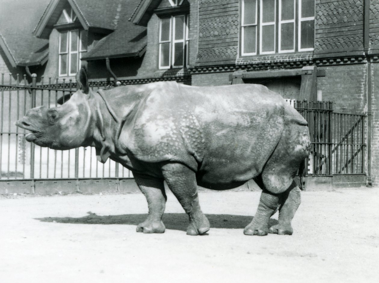 भारतीय गैंडा फेलिक्स, लंदन चिड़ियाघर, 1927 में अपने पैडॉक में खड़ा था द्वारा फ्रेडरिक विलियम बॉन्ड
