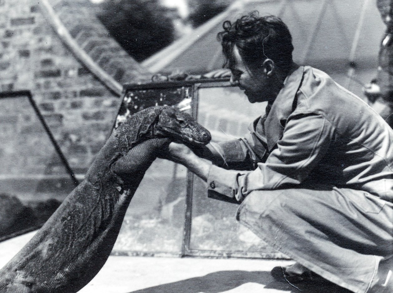 कीपर एच। एलेक बड, 1928 के साथ कोमोडो ड्रैगन सुंबावा द्वारा फ्रेडरिक विलियम बॉन्ड