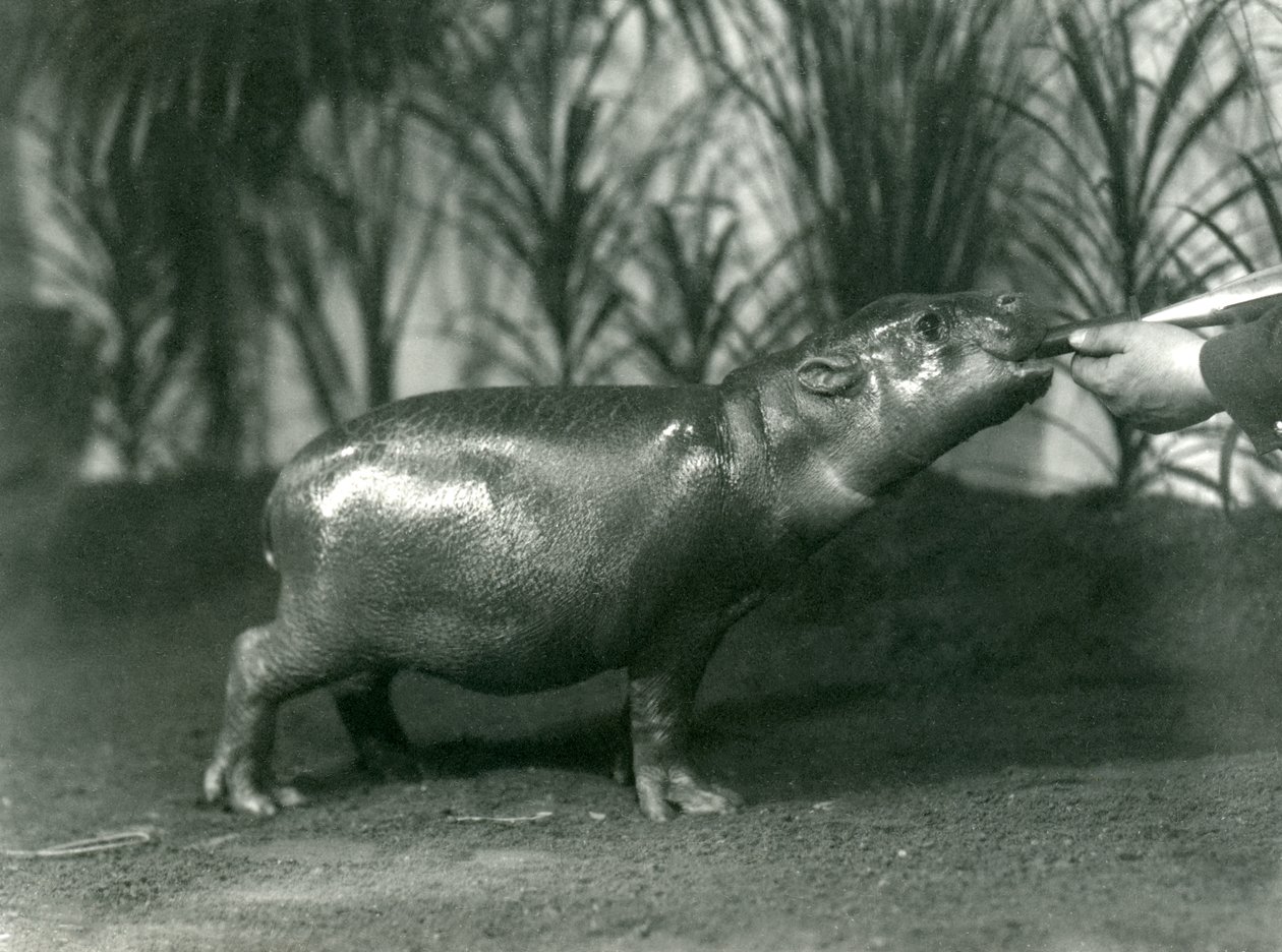 पर्सी, एक युवा Pygmy Hippopotamus को लंदन के चिड़ियाघर में खिलाया गया, नवंबर 1923 (bw फोटो) द्वारा फ्रेडरिक विलियम बॉन्ड