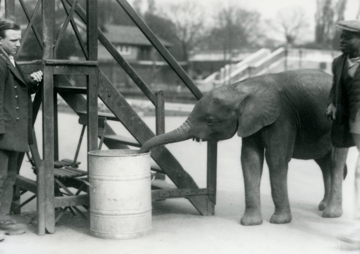 युवा महिला अफ्रीकी Pygmy Elephant Oojah अपने ट्रंक के साथ एक बैरल की जांच कर रही है, जबकि उसके रक्षक और ट्रेनर की नज़र लंदन चिड़ियाघर, जुलाई 1925 द्वारा फ्रेडरिक विलियम बॉन्ड