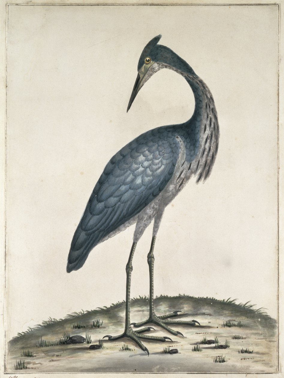 एक बगुला, 1789 (wc और स्याही कागज पर) द्वारा फ्रेडरिक विलियम हेस
