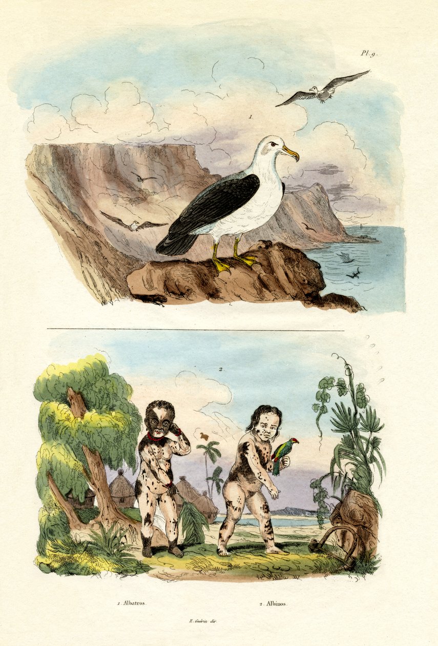 अल्बाट्रोस, 1833-39 द्वारा फ्रेंच स्कूल