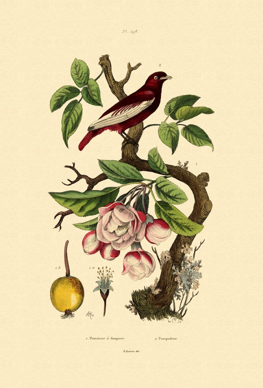Apple, 1833-39 द्वारा फ्रेंच स्कूल