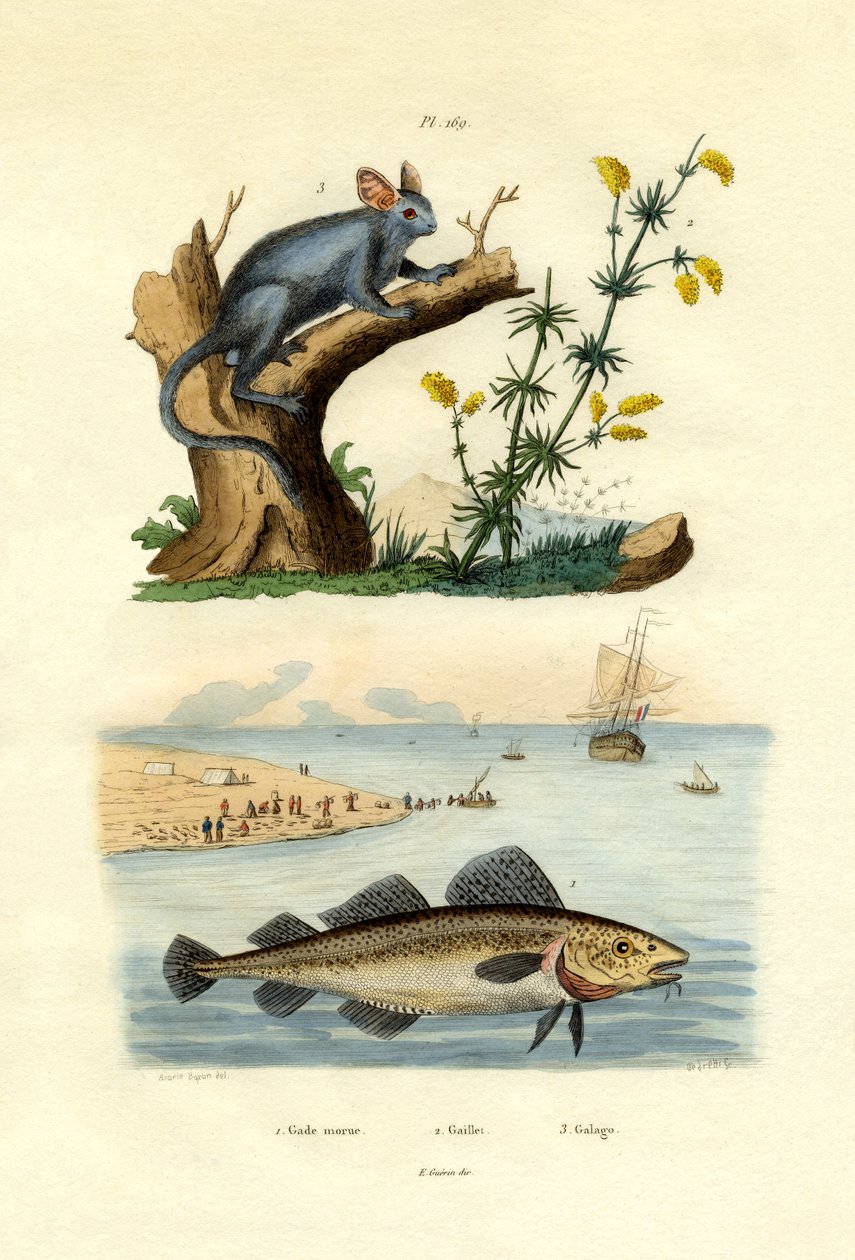 अटलांटिक कॉड, 1833-39 द्वारा फ्रेंच स्कूल