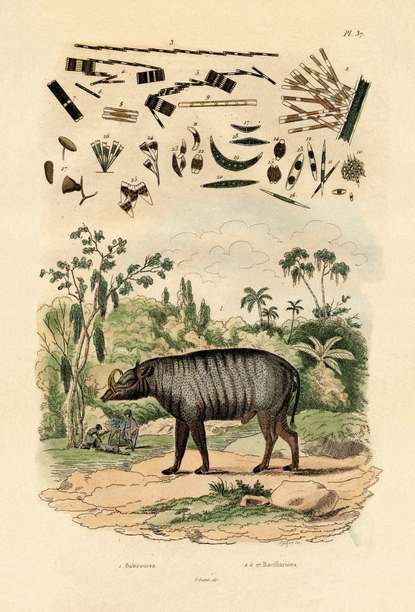 बाबिरसा, 1833-39 द्वारा फ्रेंच स्कूल