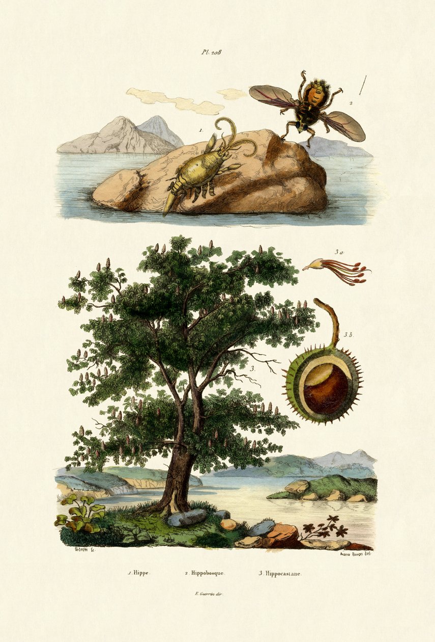 बैत बग, 1833-39 द्वारा फ्रेंच स्कूल