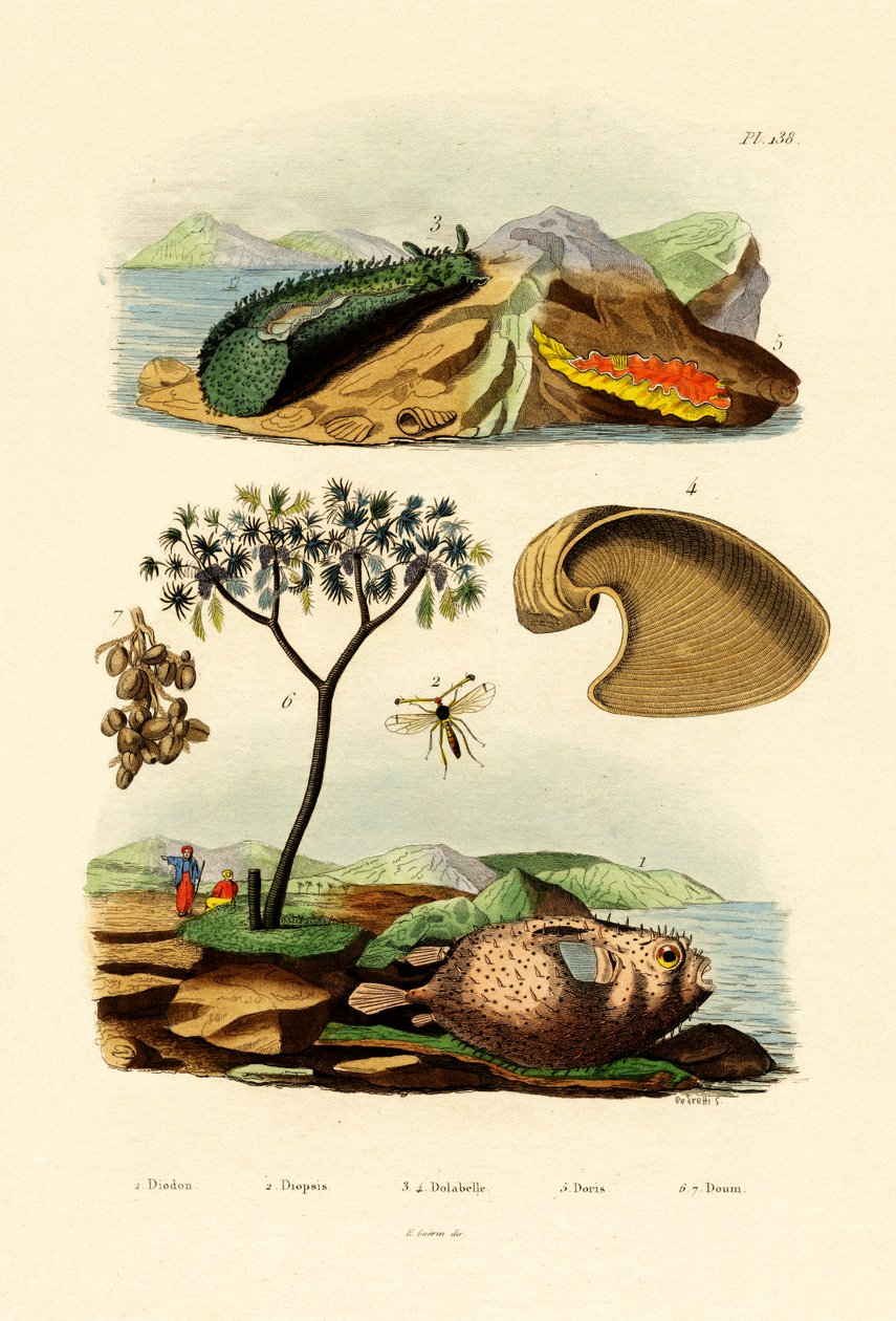 बैलूनफिश, 1833-39 द्वारा फ्रेंच स्कूल