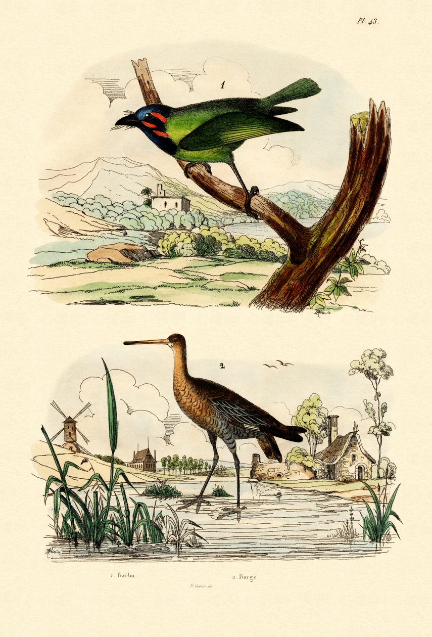 बारबेट, 1833-39 द्वारा फ्रेंच स्कूल