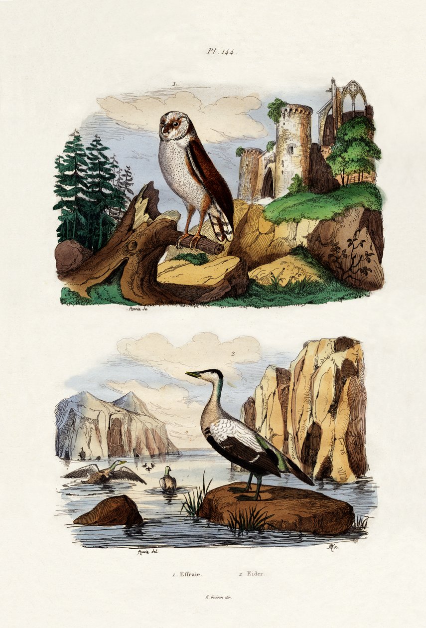 बच्चे उल्लू, 1833-39 द्वारा फ्रेंच स्कूल