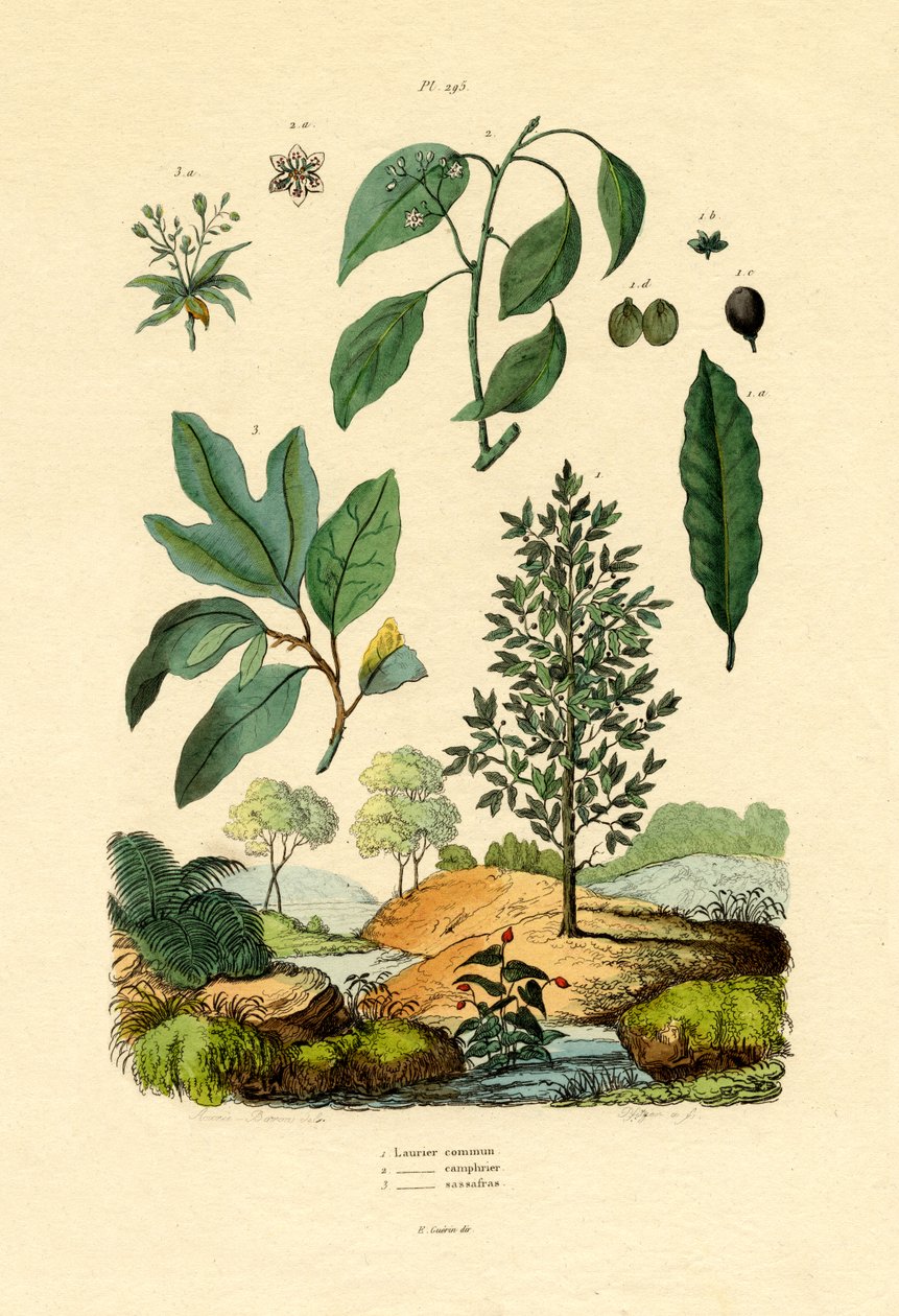 बे लॉरेल, 1833-39 द्वारा फ्रेंच स्कूल