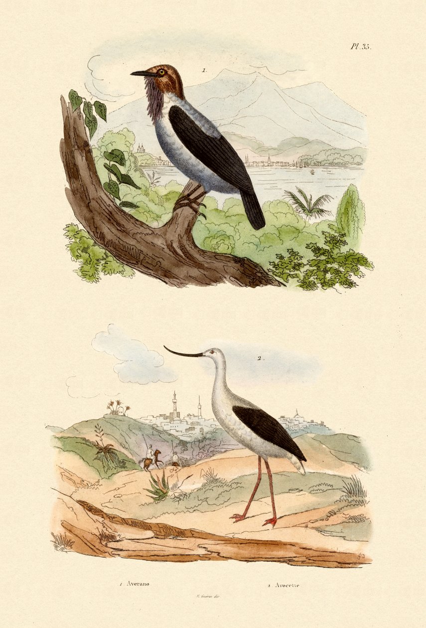 दाढ़ी वाले बेलबर्ड, 1833-39 द्वारा फ्रेंच स्कूल