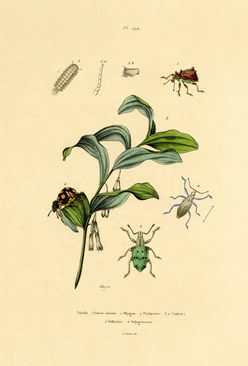 बीटल, 1833-39 द्वारा फ्रेंच स्कूल