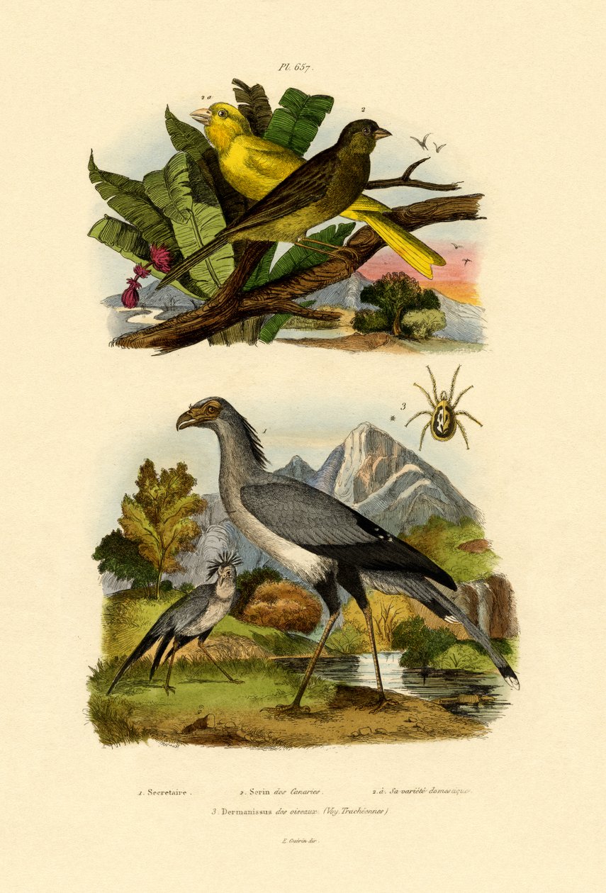 बर्ड माइट, 1833-39 द्वारा फ्रेंच स्कूल