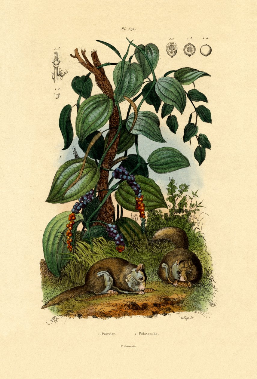 काली मिर्च, 1833-39 द्वारा फ्रेंच स्कूल