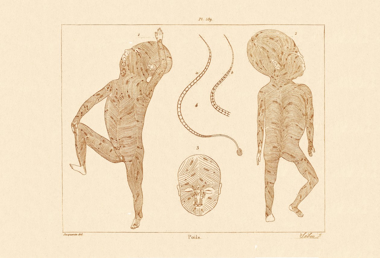 बॉडी हेयर, 1833-39 द्वारा फ्रेंच स्कूल